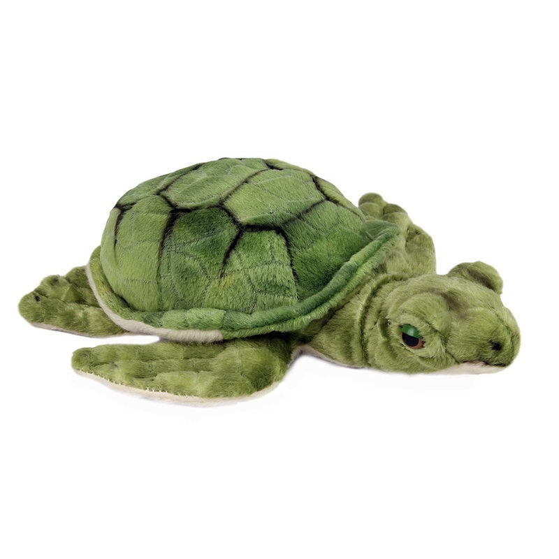 Baby turtle