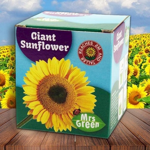 Grow your own Giant Sunflower