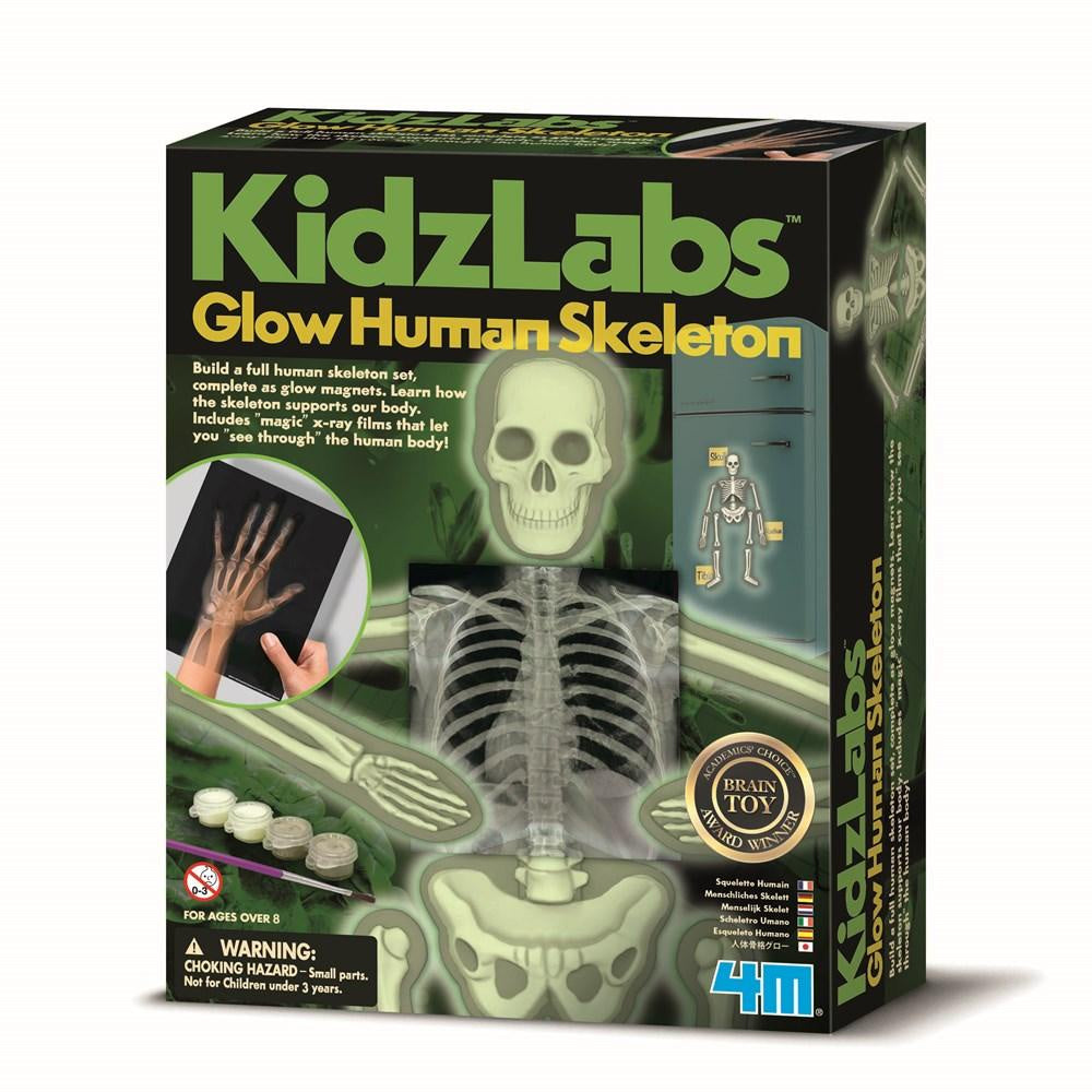 Human Skeleton