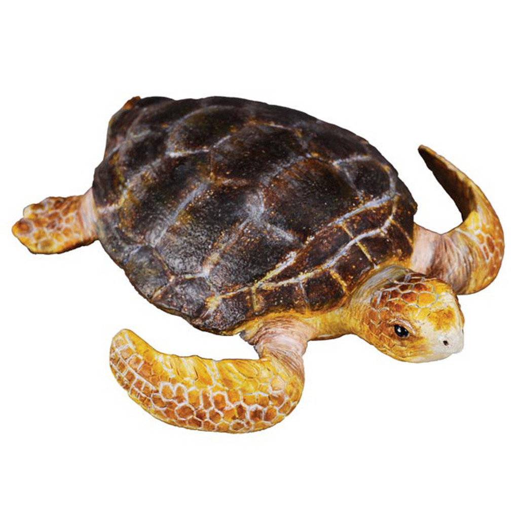 Loggerhead Turtle