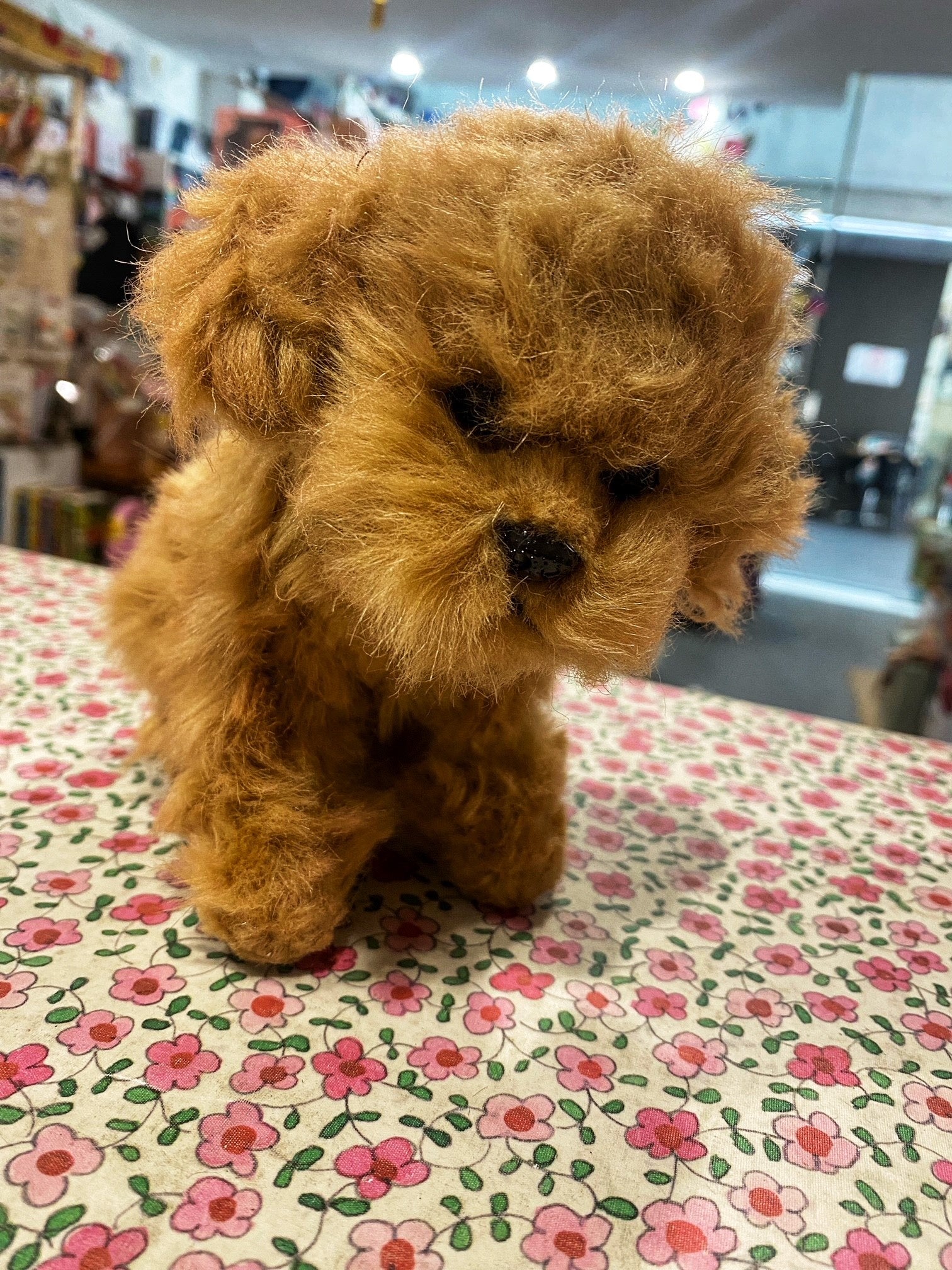 Toy Poodle Tea Cup 16cm
